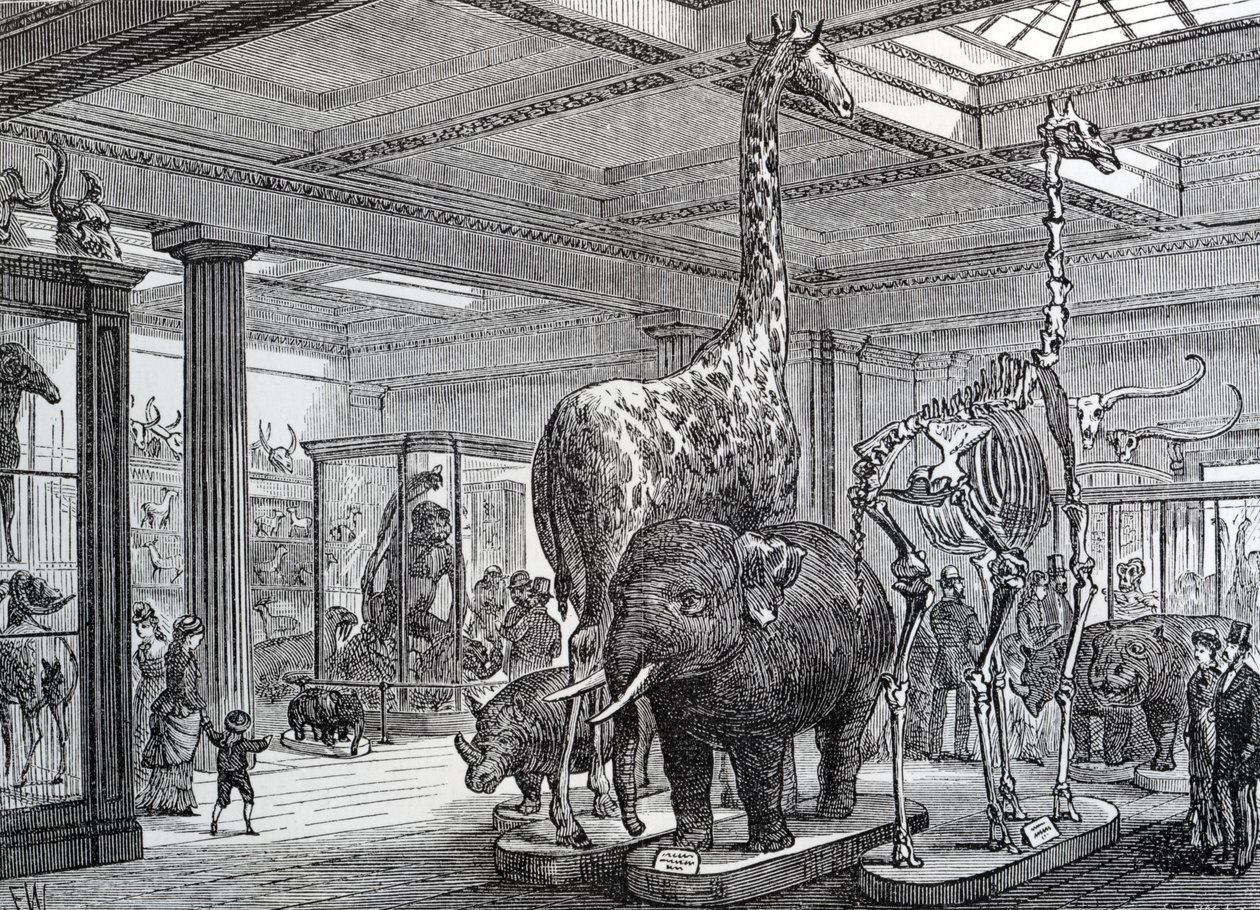 The Mammalia Saloon, illustrasjon fra 