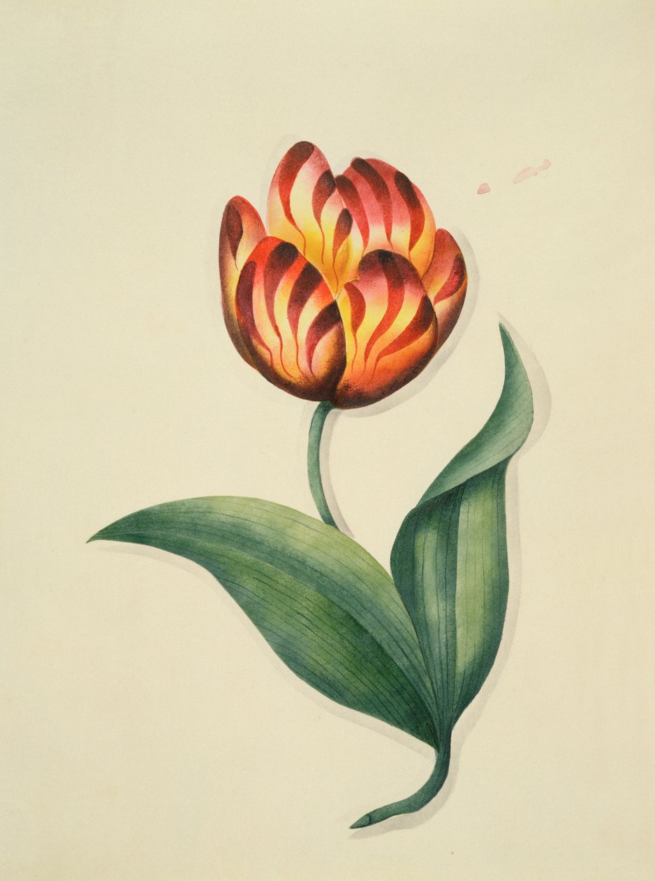 Tulipan, fra `Flowers, an English Botanical Manuscript, c.1840 (wc) av English School