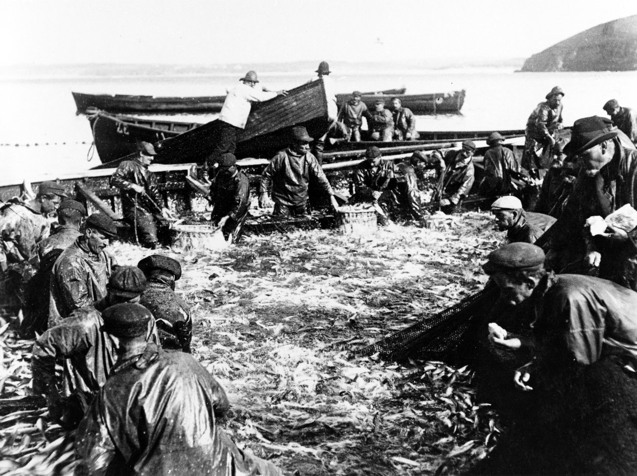 Sildefangst, ca. 1890 av English Photographer