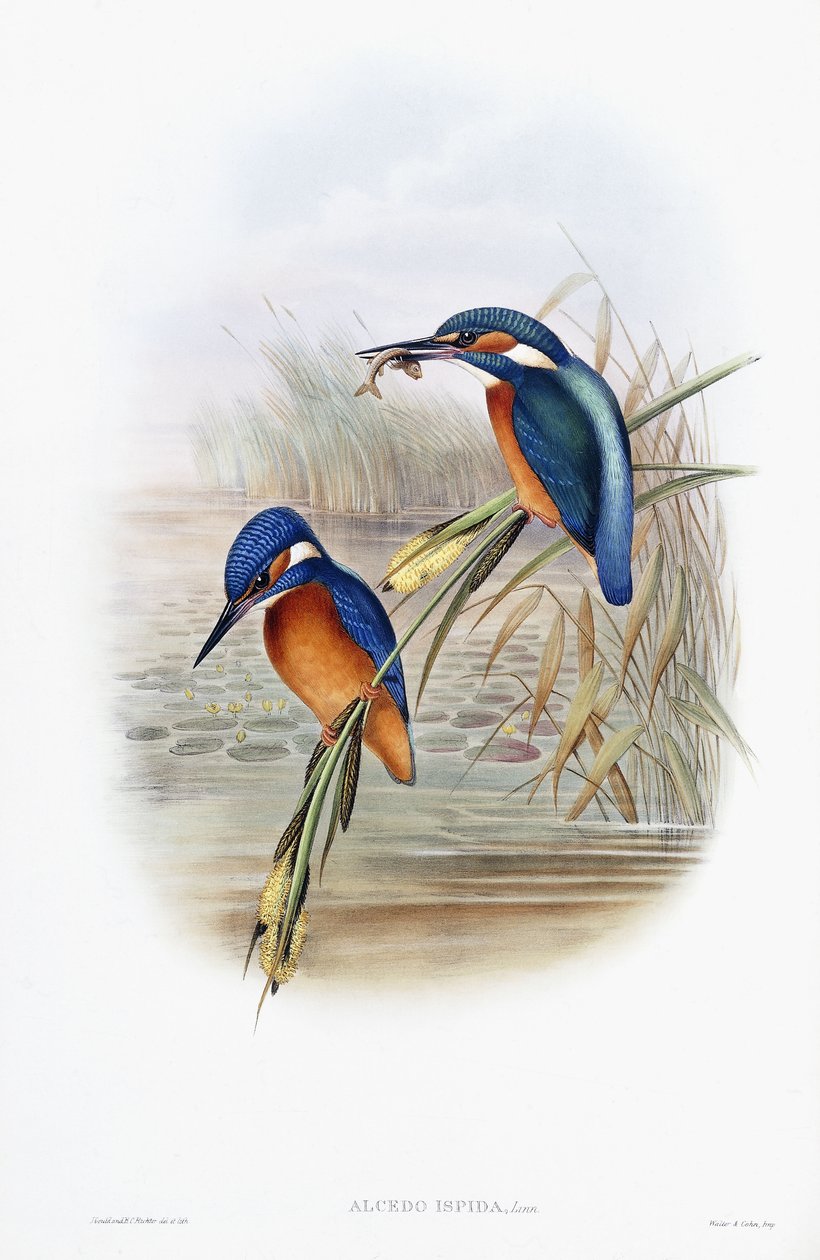 Alcedo Ispida (vanlig isfugl) av English School