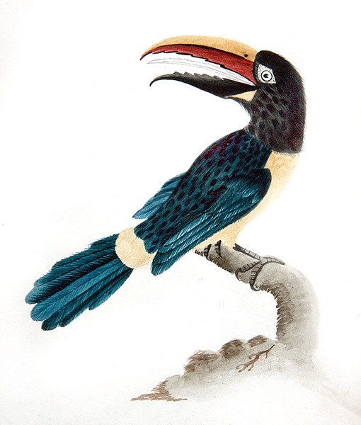Aracari tukan av English School
