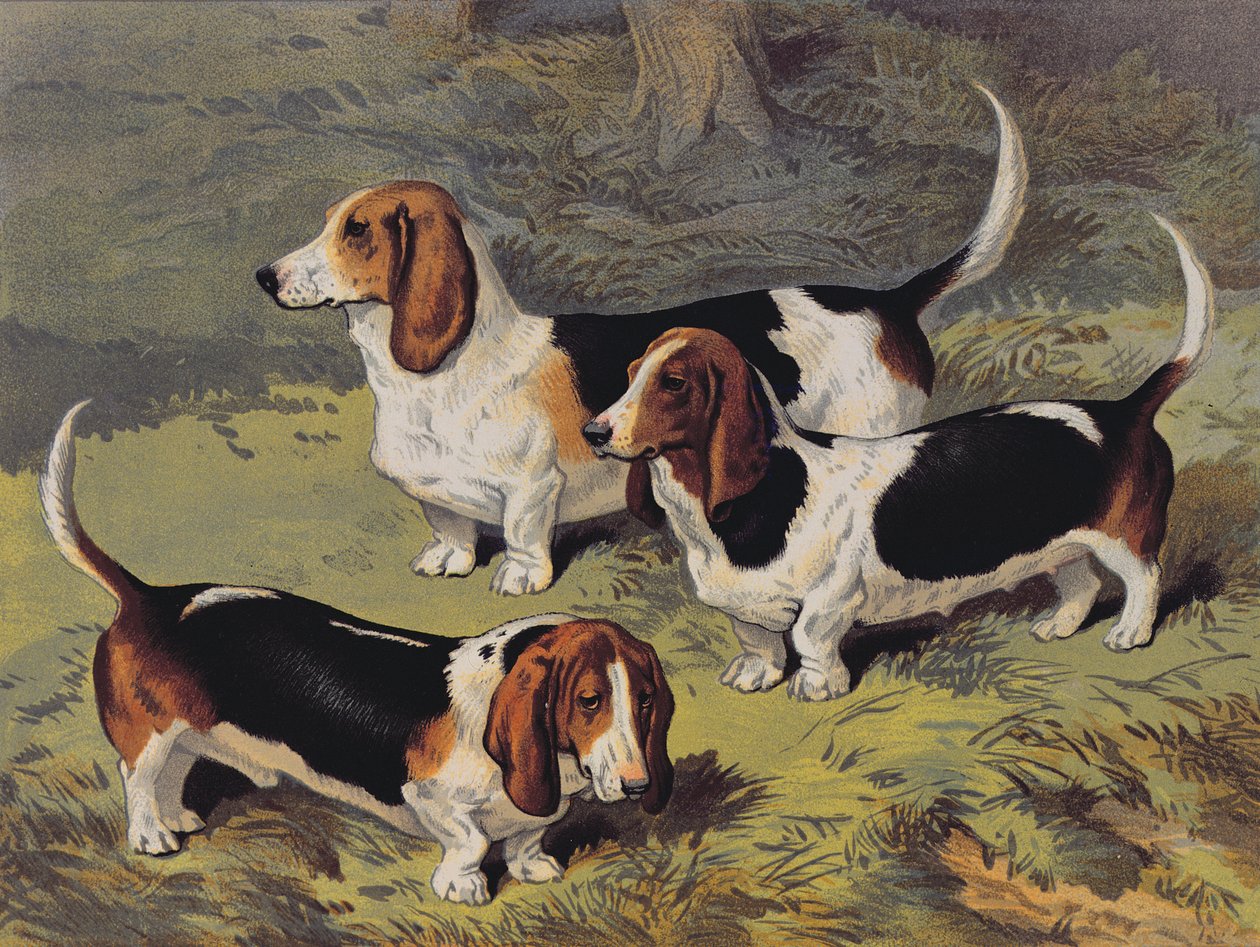 Basset Hounds, 1890 av English School