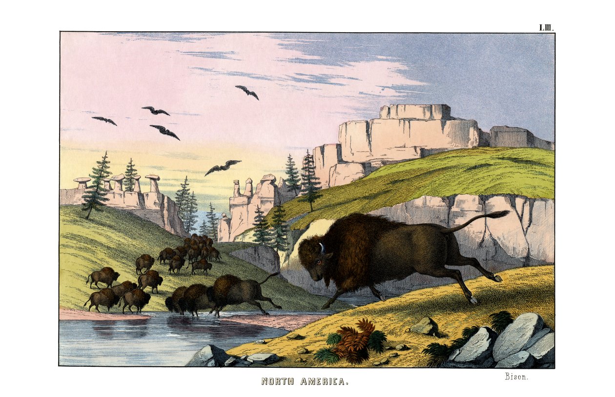 Bison av English School