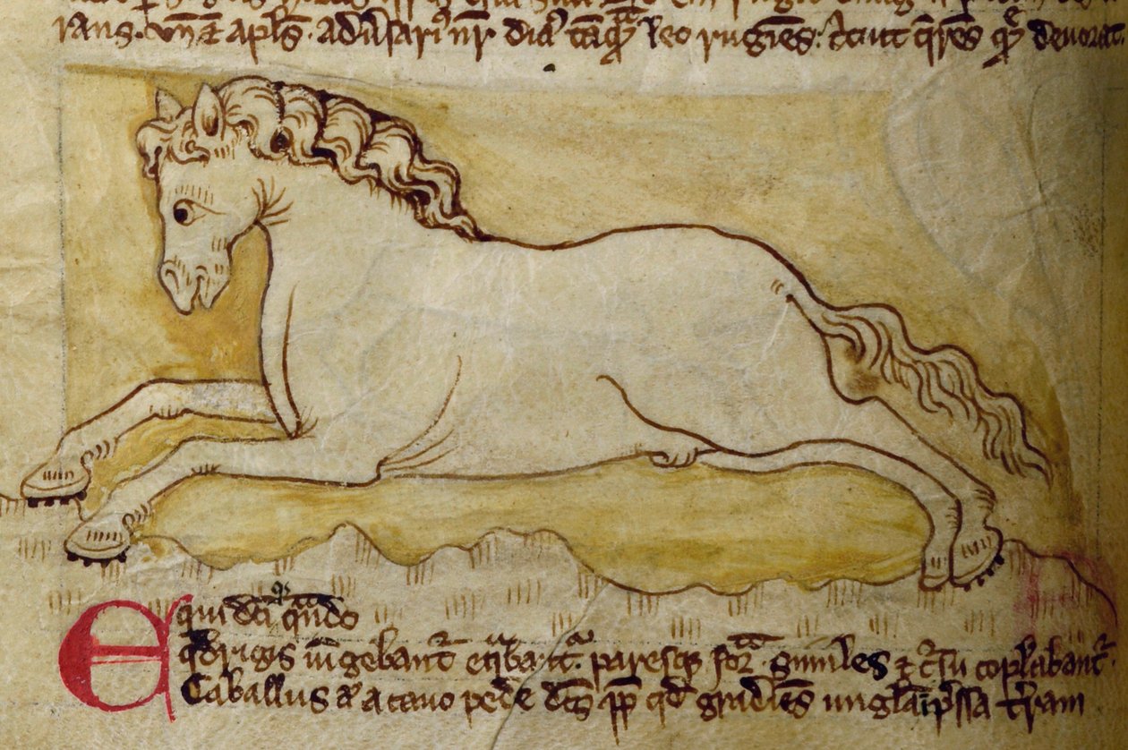 CCA-LitMs/D/10 fol. 10r Horse, fra Bestiary av English School