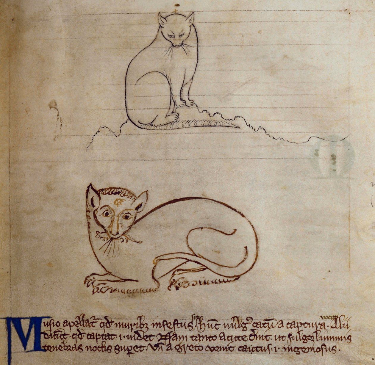 CCA-LitMs/D/10 fol. 11r Cat, fra Bestiary av English School