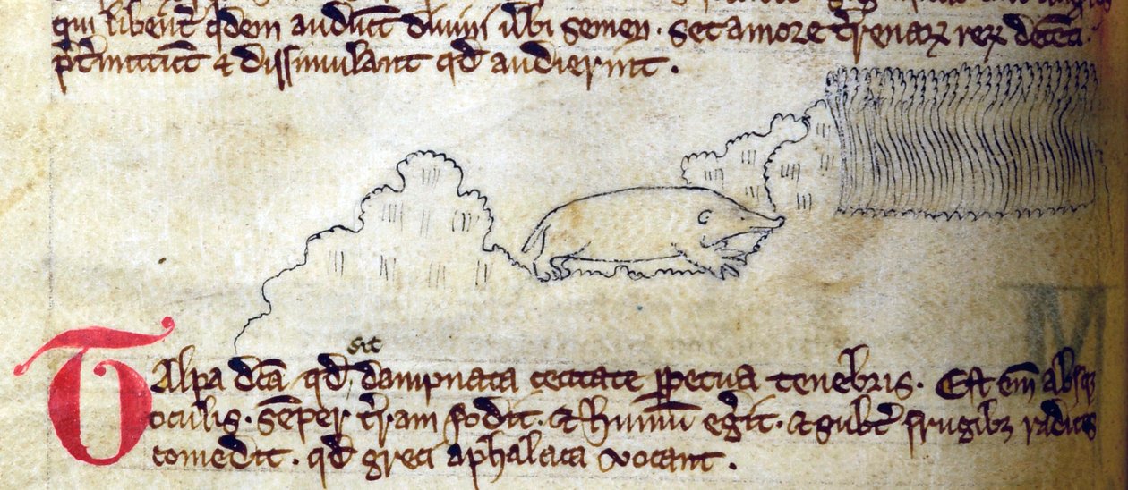 CCA-LitMs/D/10 fol. 11v Mole, fra Bestiary av English School