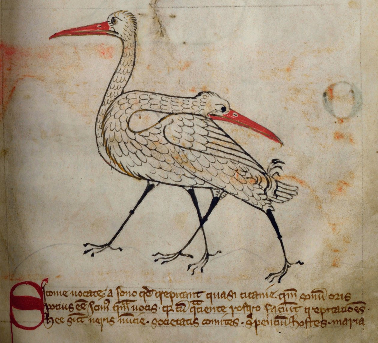 CCA-LitMs/D/10 fol. 15r Stork, fra Bestiary av English School