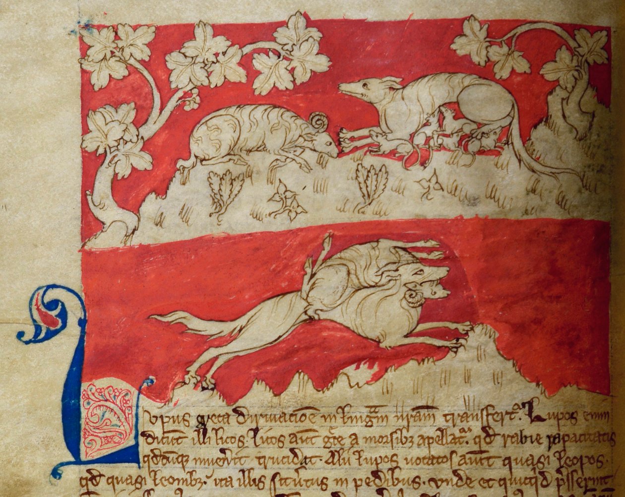CCA-LitMs/D/10 fol. 4v Wolf, fra Bestiary av English School