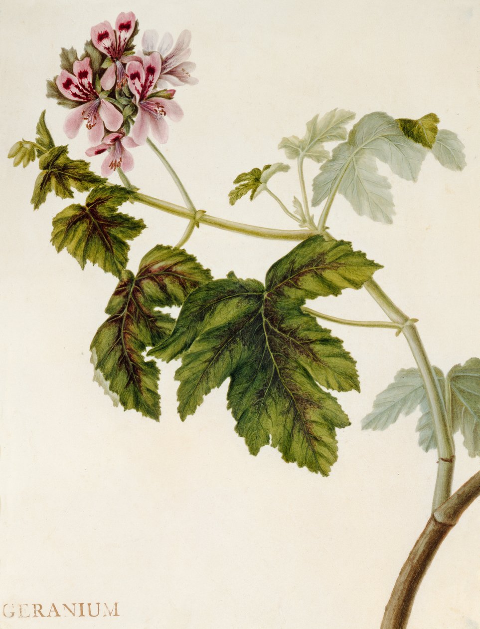 Geranium (wc på vellum) av English School