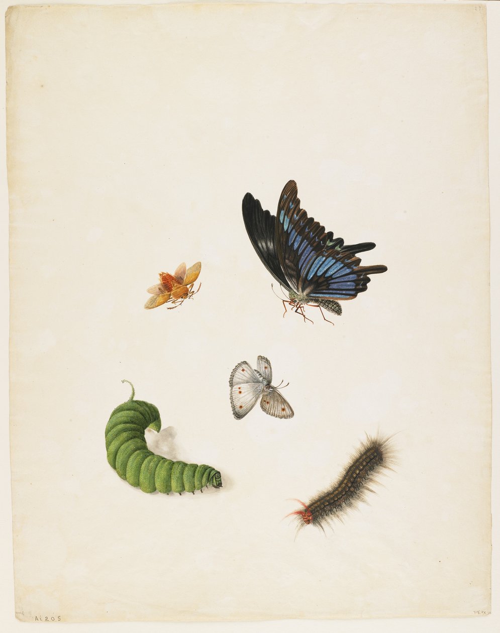 Insekter, ca. 1805 (svart blekk og wc på papir) av English School