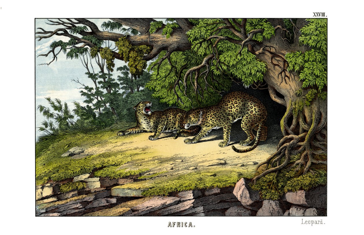Leopard av English School