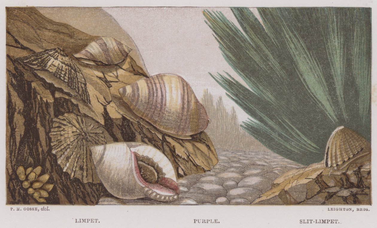 Limpet, Lilla, Slit-Limpet (farge litho) av English School