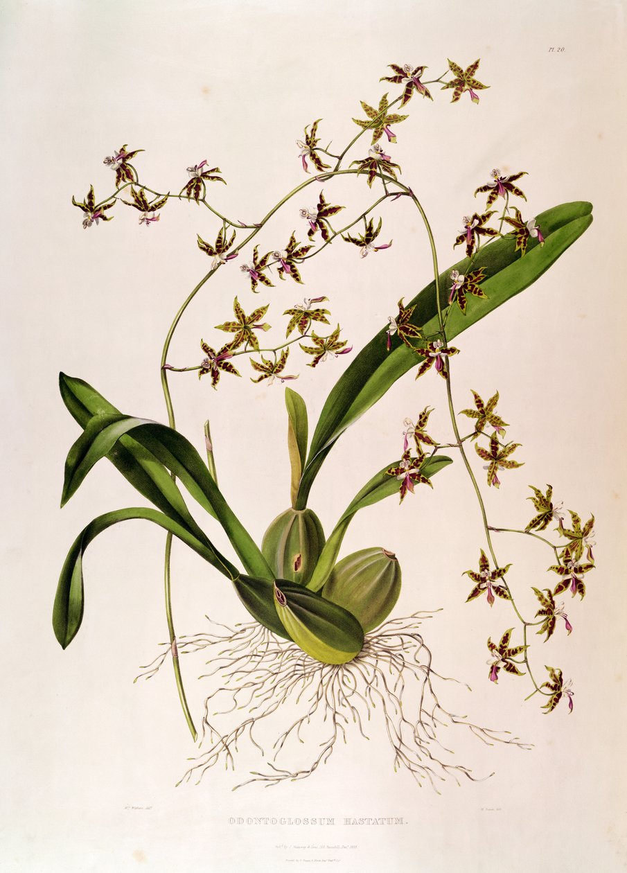 Odontoglossum Hastatum (håndfarget gravering) av English School