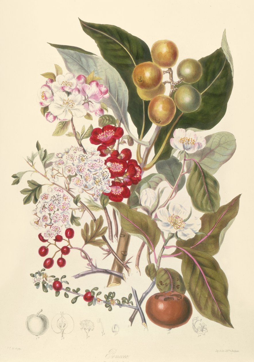 Pomaceae, eplestammen av English School