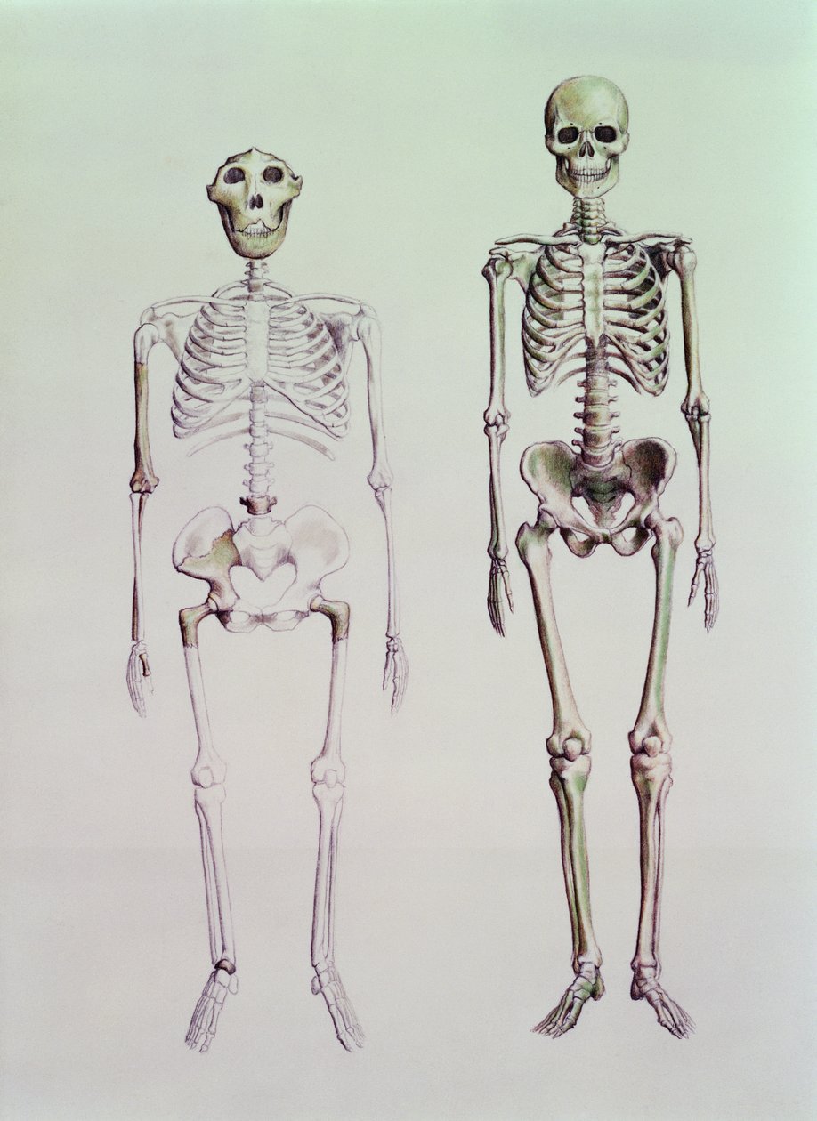 Skjeletter av Australopithecus Boisei og Homo Sapiens av English School