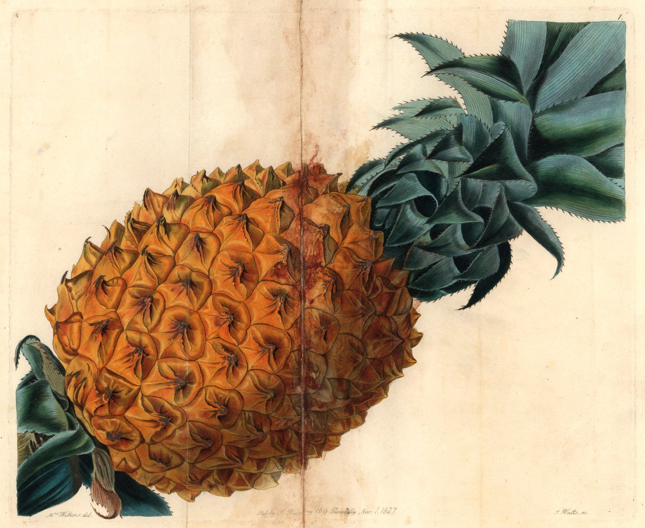 Bølgebladet ananas fra John Lindleys "Pomological Magazine" av English School
