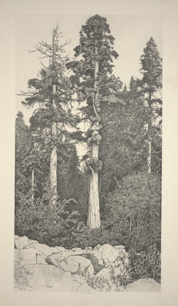 Baby Sequoia av Ernest Haskell