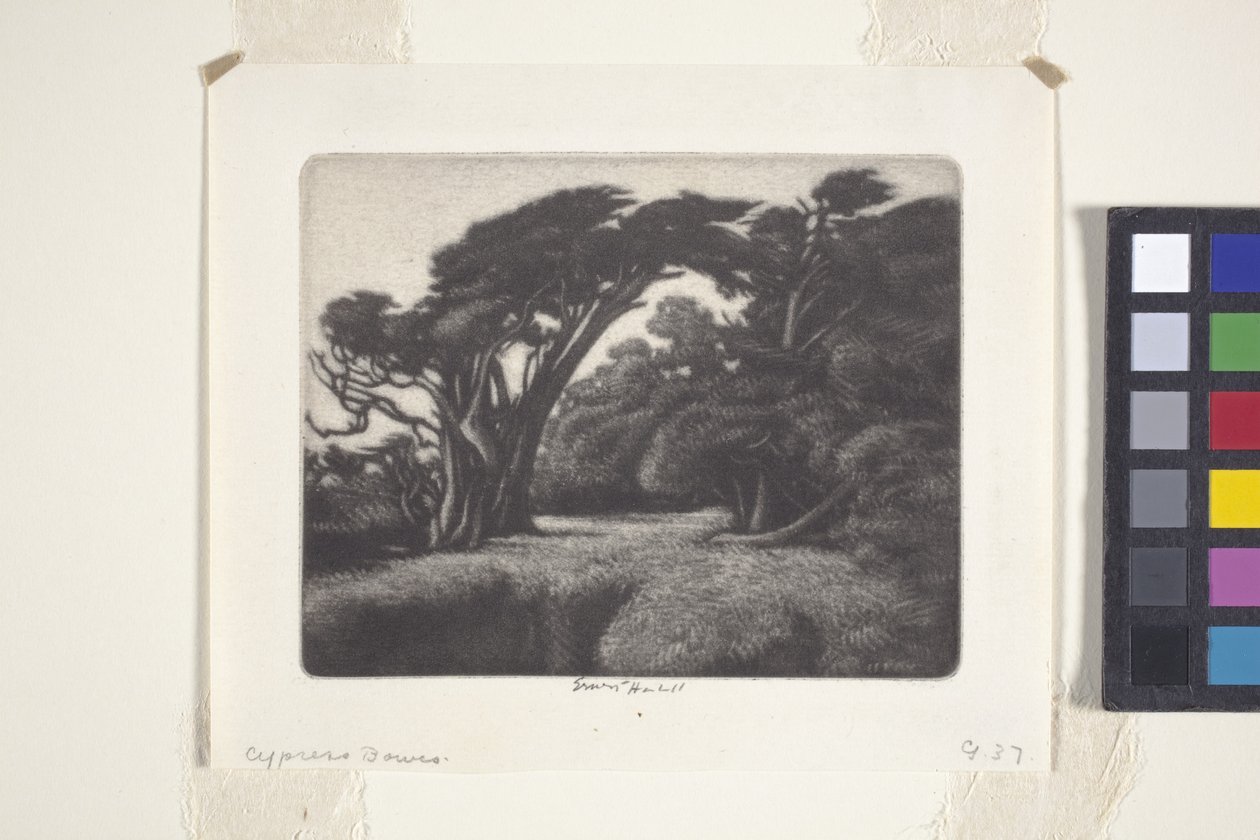 Cypress Bower (mezzotint) av Ernest Haskell