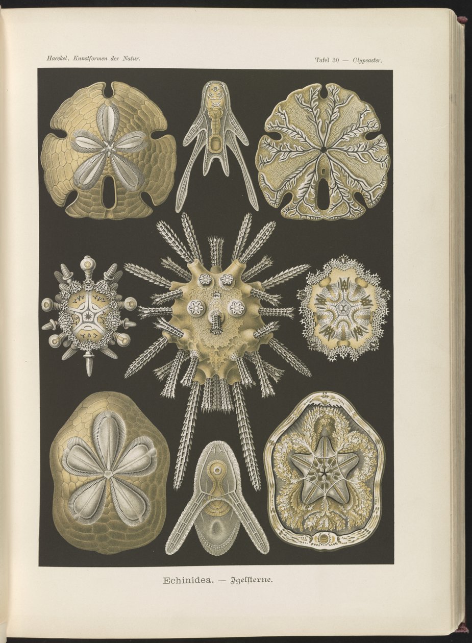 Echinidea: kråkeboller og sjødollar av Ernst Haeckel