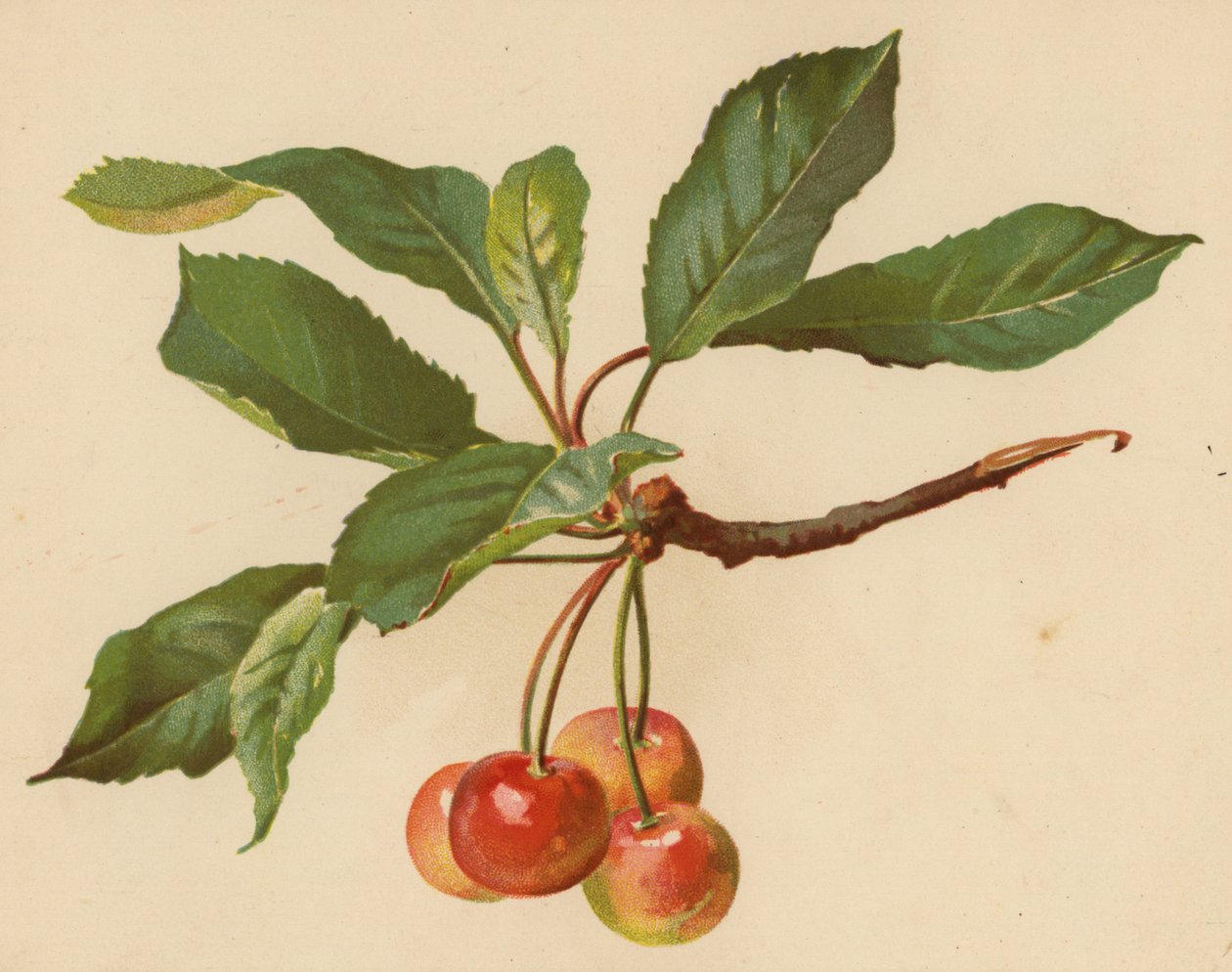 Kirsebær (chromolitho) av Ethel C. Nisbet