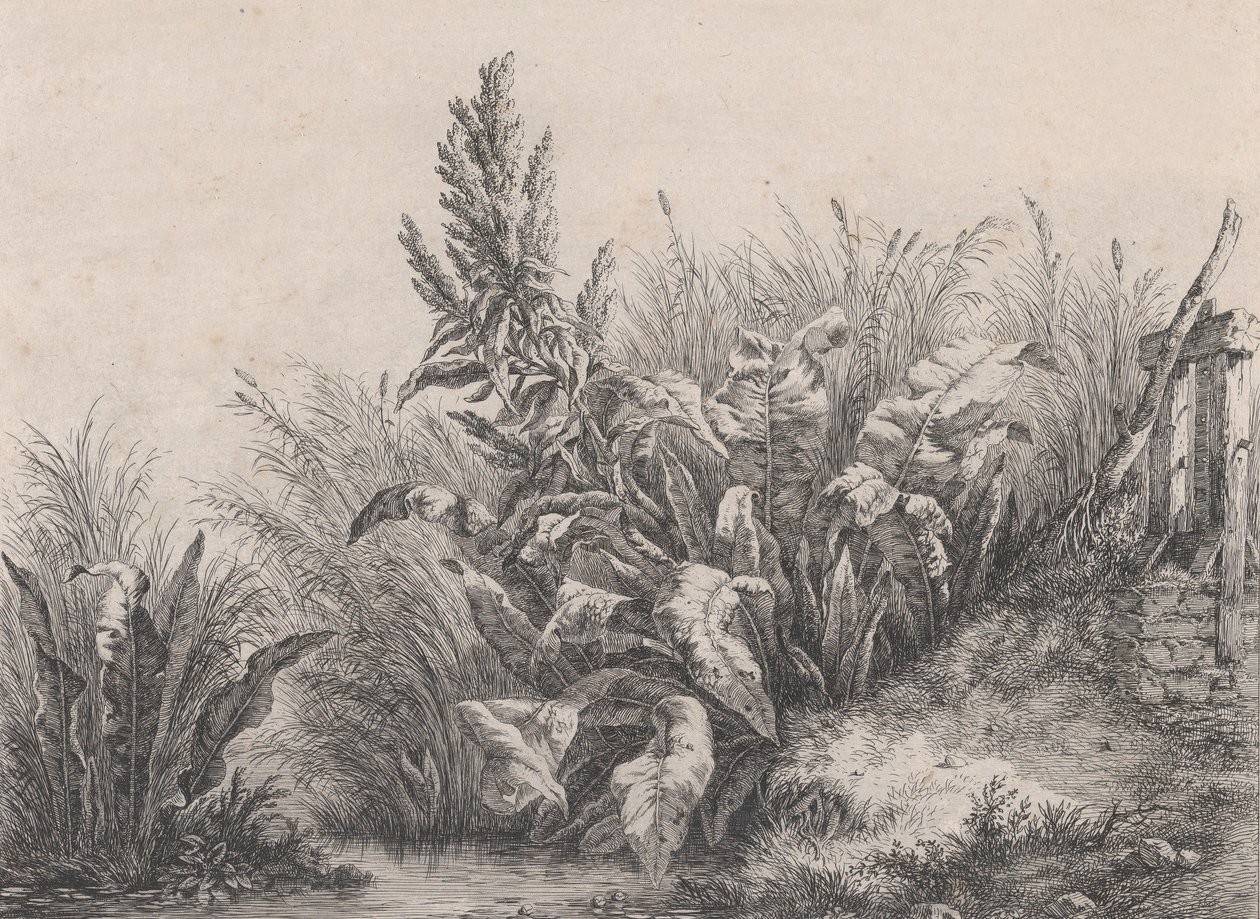Great Water Dock Plant, 1840. av Eugene Bléry