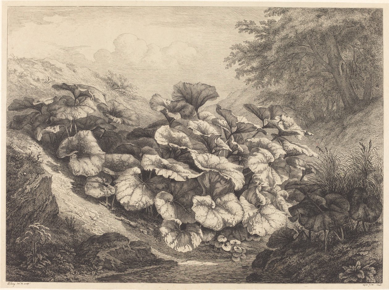 Stor følfot, 1843. av Eugene Bléry
