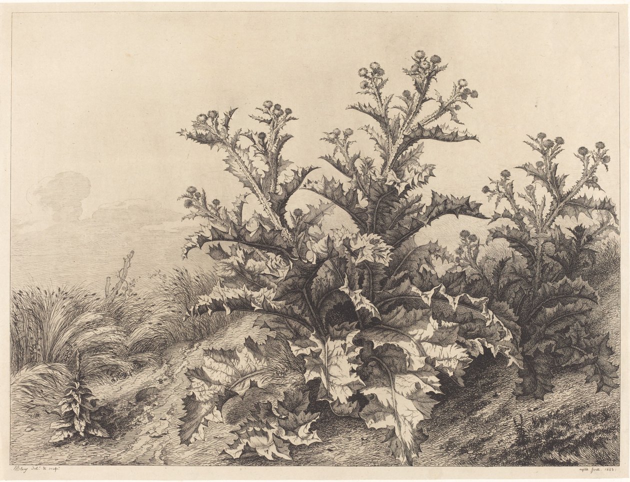 Stor tistel, 1843. av Eugene Bléry