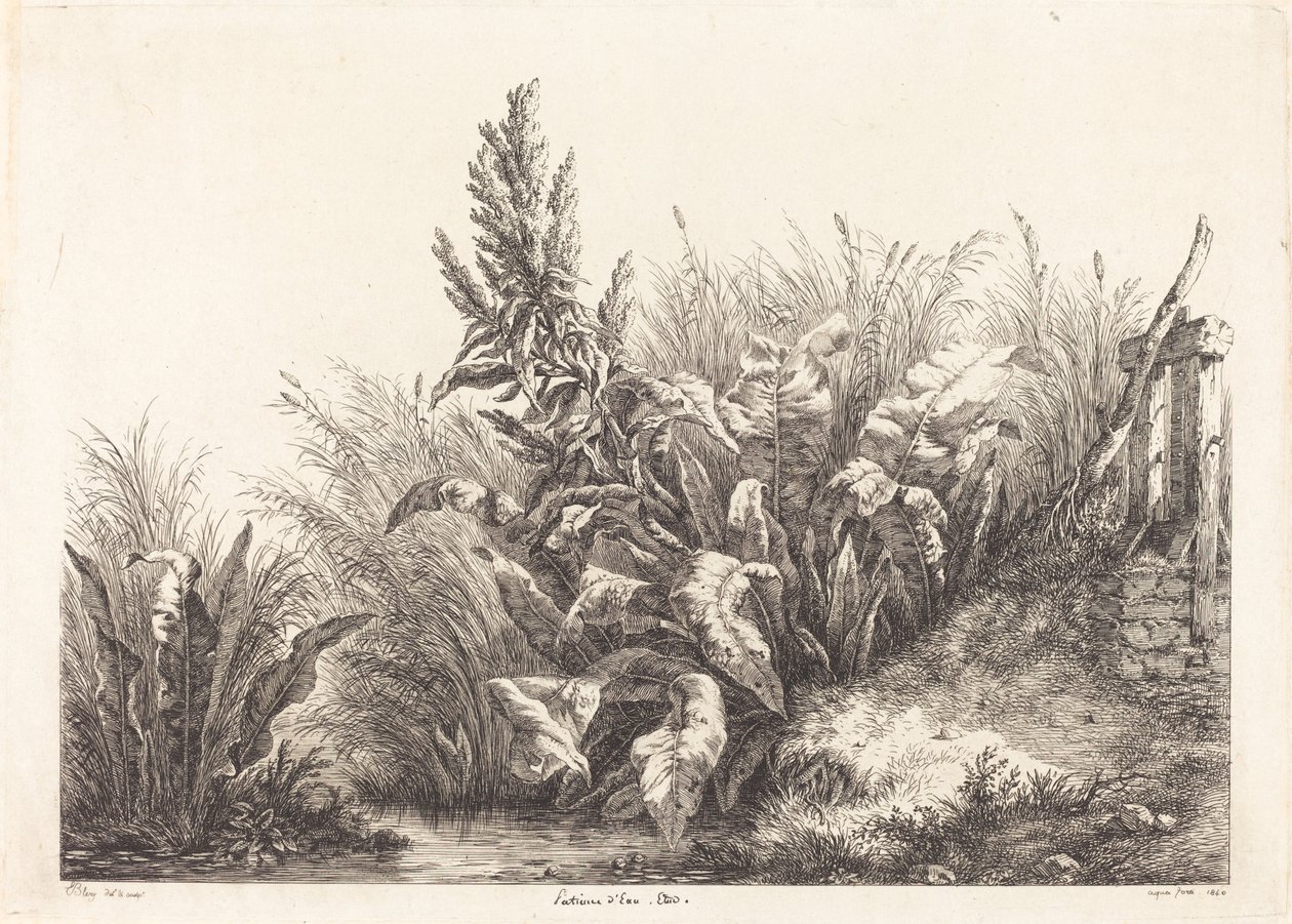 Water Patience, Study (Study of a Patience-Dock) av Eugene Bléry