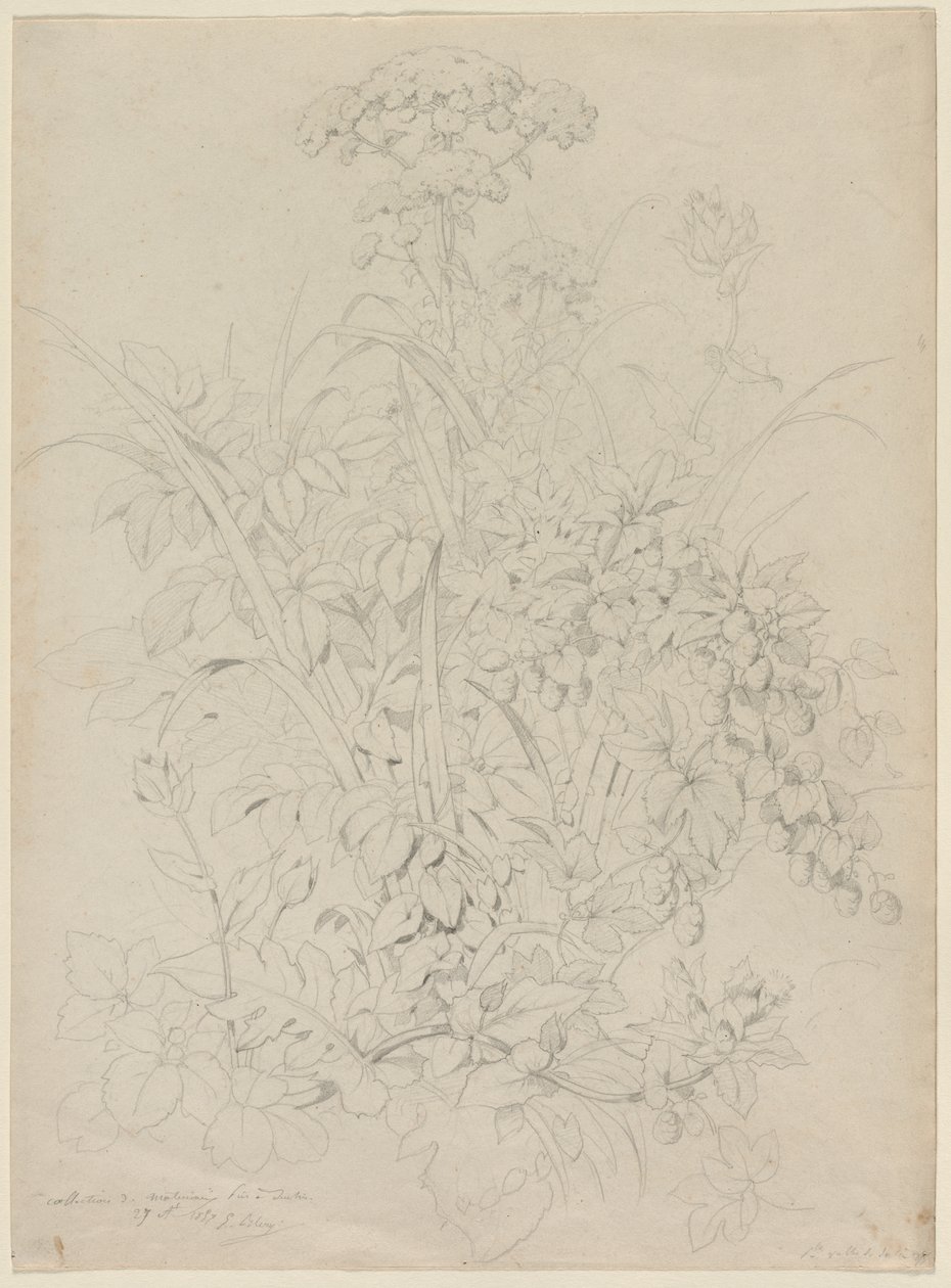 Plantestudie av Eugene Bléry