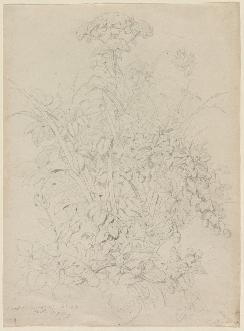 Plantestudie, 1857. av Eugene Bléry