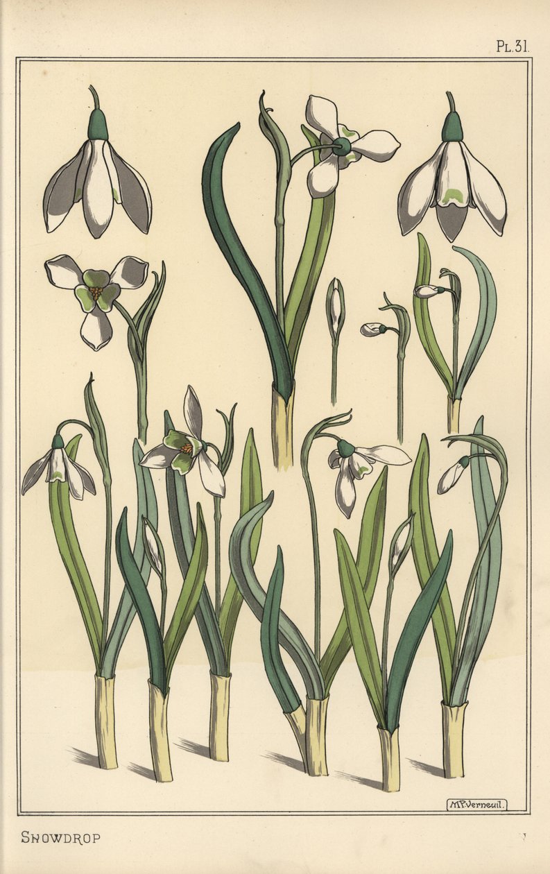 Botanisk illustrasjon av en snøklokke, Galanthus nivalis av Eugene Grasset