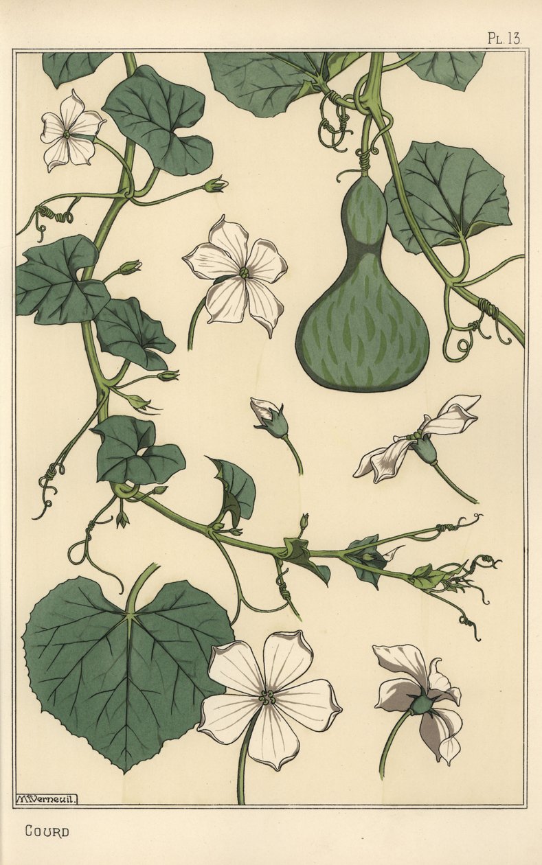 Botanisk illustrasjon av kalebassen av Eugene Grasset