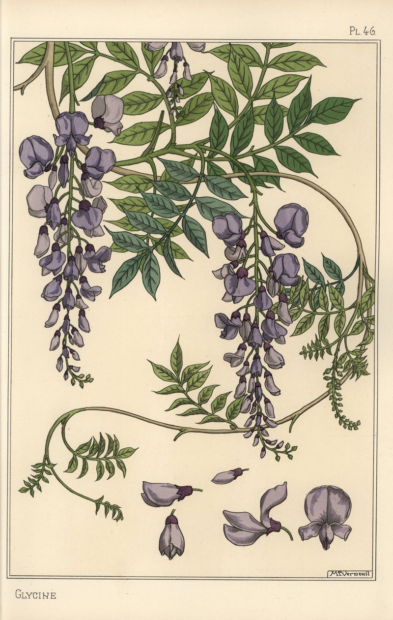 Glycin botanisk studie av Eugene Grasset