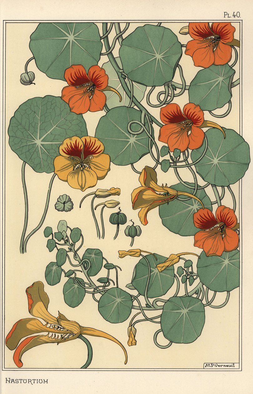 Nasturtium botanisk studie av Eugene Grasset
