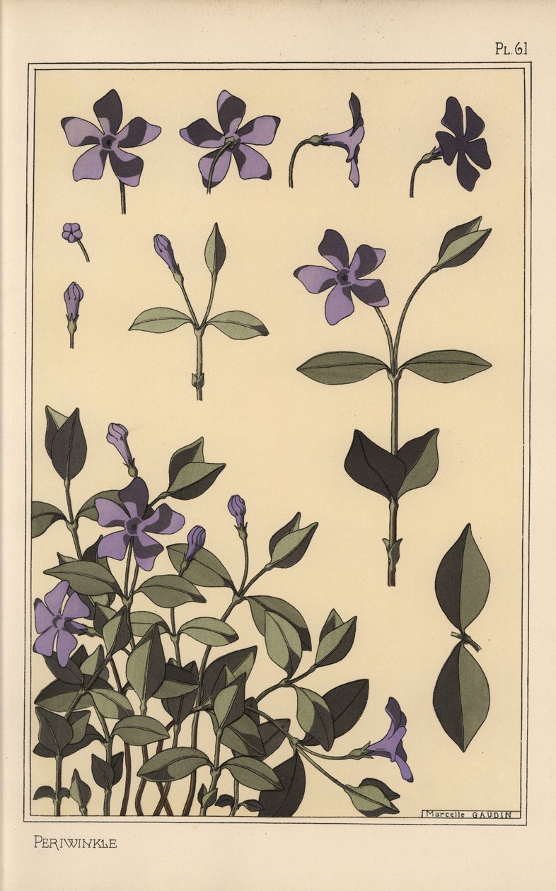 Periwinkle botanisk studie av Eugene Grasset