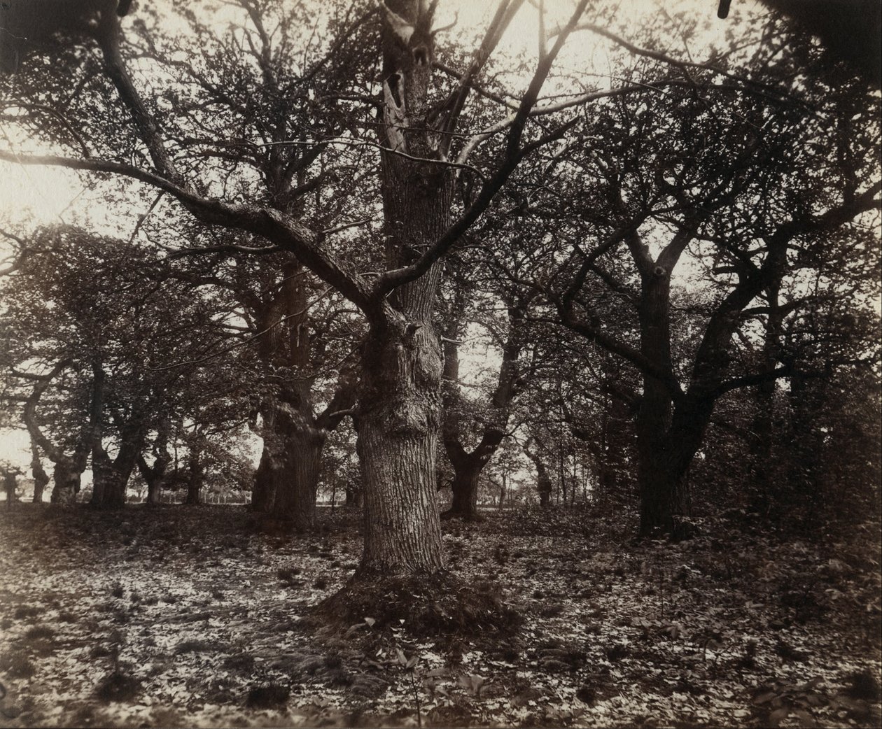 Kastanjetrær av Eugène Atget