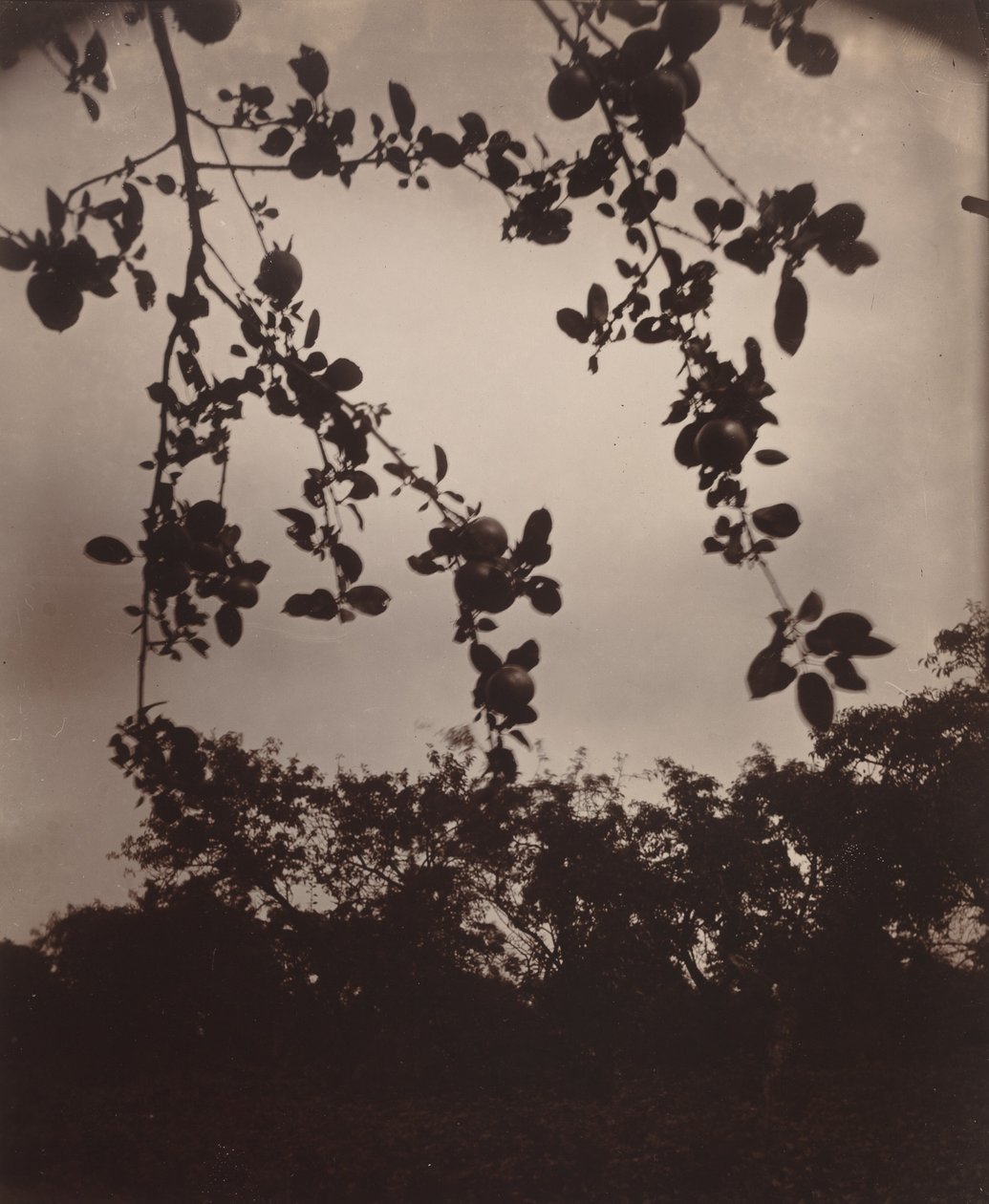 epletregren av Eugène Atget