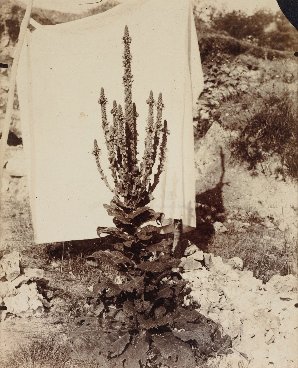 Mullein i blomst av Eugène Atget
