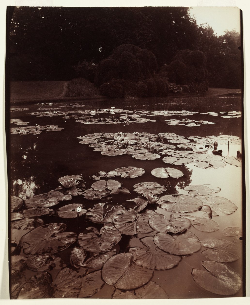 Nymphéa, 1922-1923. av Eugène Atget