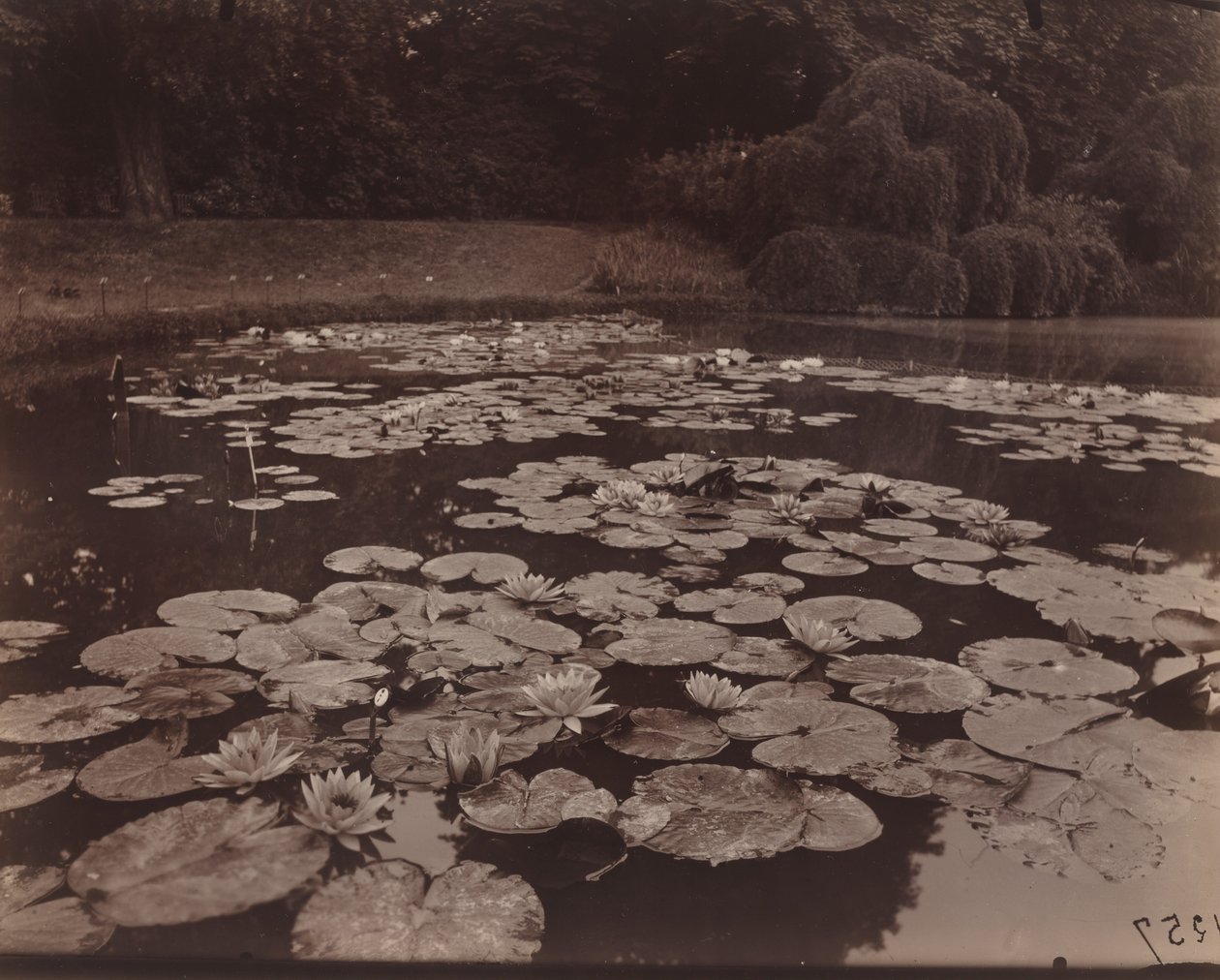 Vannliljer (Bagatelle) av Eugène Atget