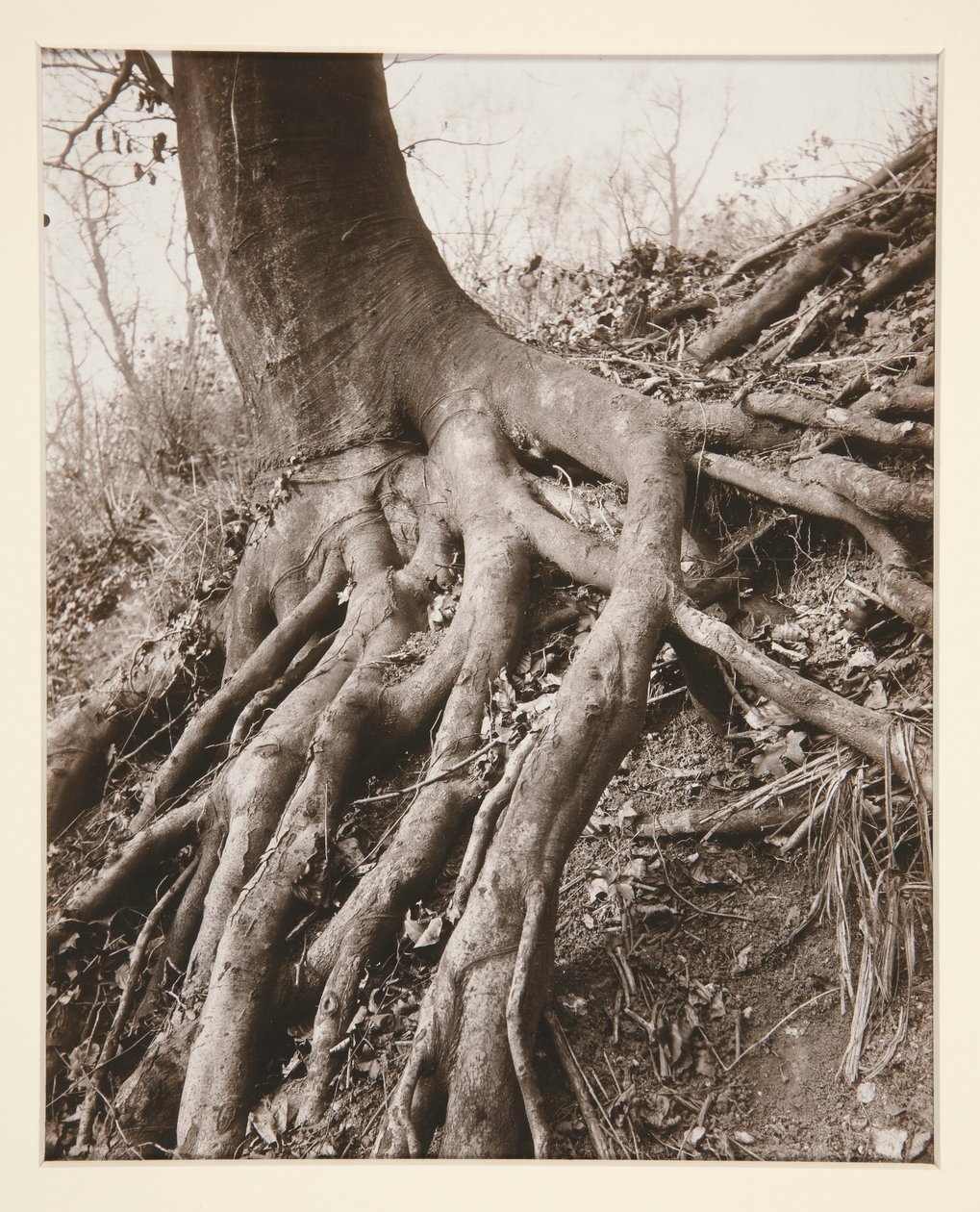 Saint-Cloud av Eugène Atget