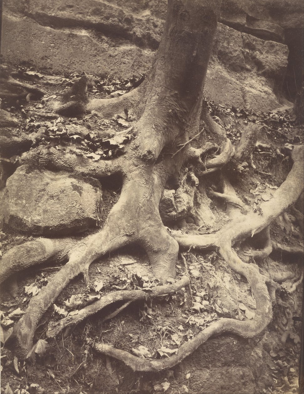 Trerøtter, Saint-Cloud av Eugène Atget