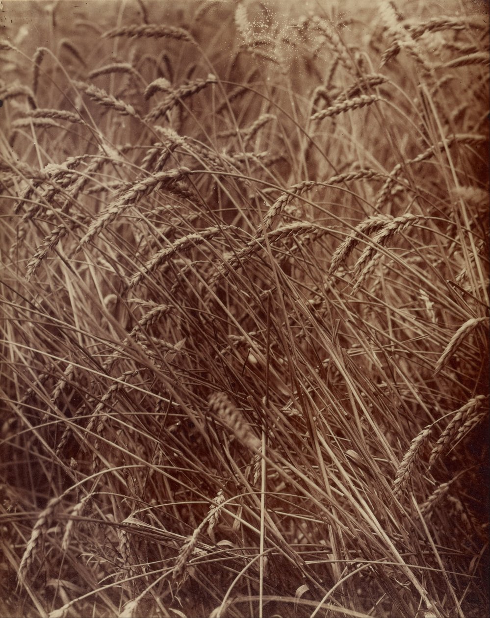 Hvete av Eugène Atget