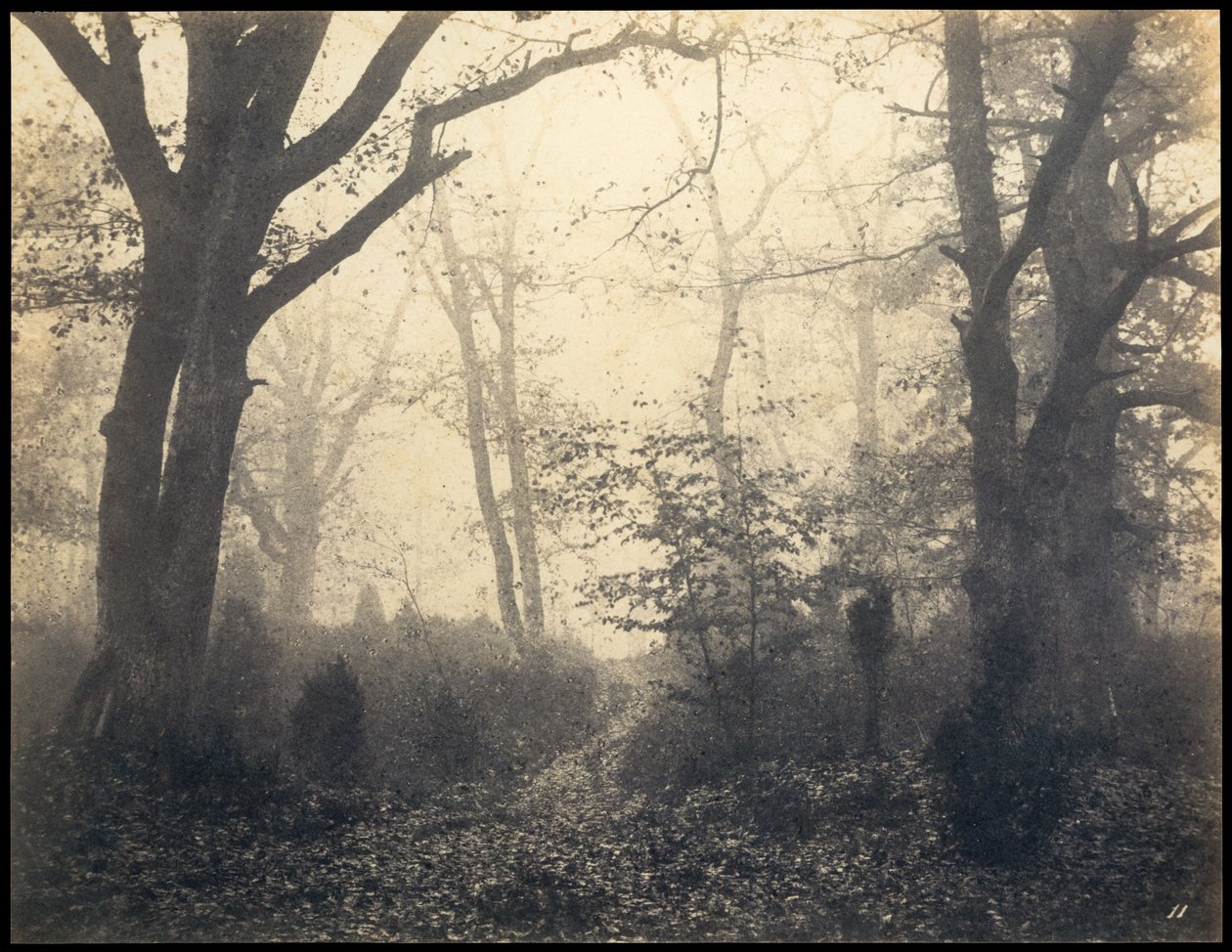 Fontainebleau. Skog ved Barbizon, ca 1860. av Eugène Cuvelier