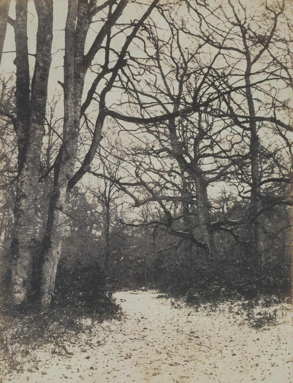 [Fontainebleau-skogen], ca. 1860. av Eugène Cuvelier