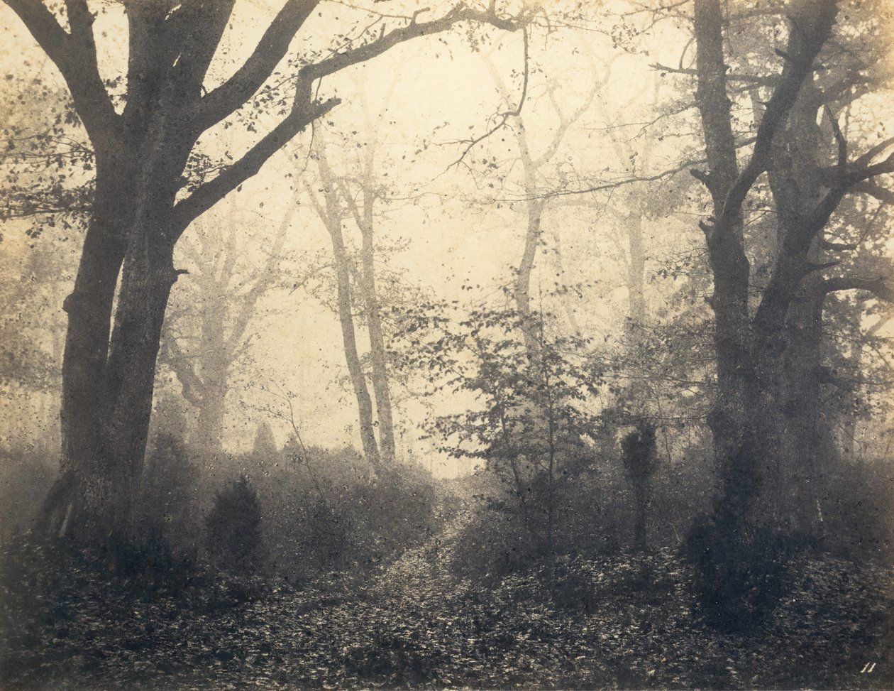 [Fontainebleau Forest], tidlig på 1860-tallet. av Eugène Cuvelier