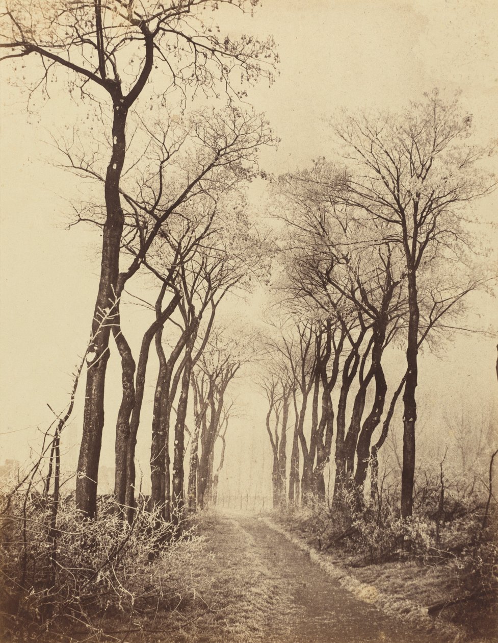 Vei og trær med rimfrost, 1860. av Eugène Cuvelier