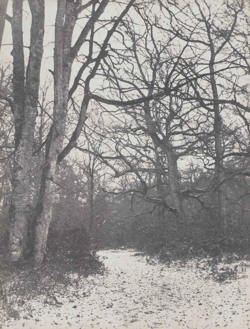 Vei i skogen av Eugène Cuvelier
