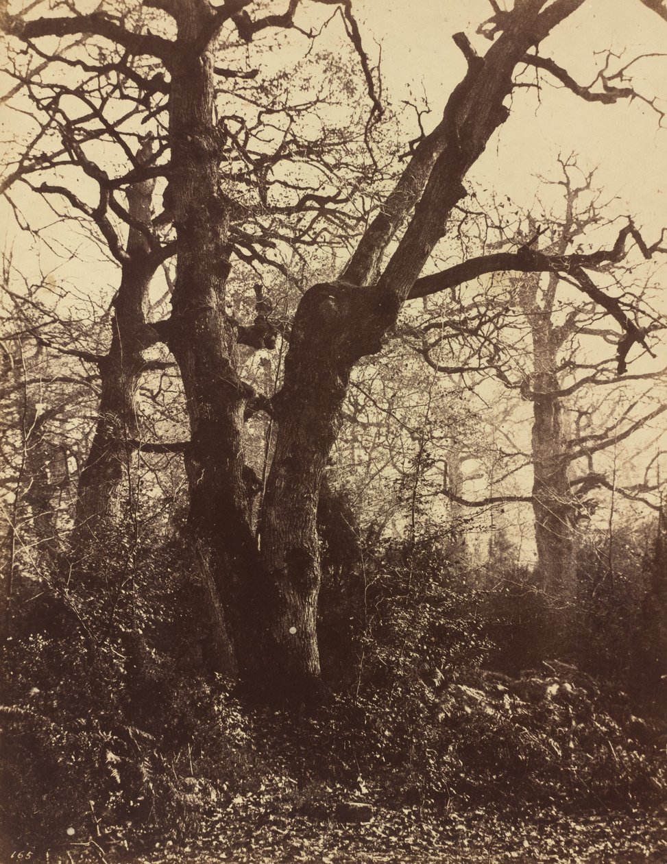 Trestudie, Fontainebleau av Eugène Cuvelier