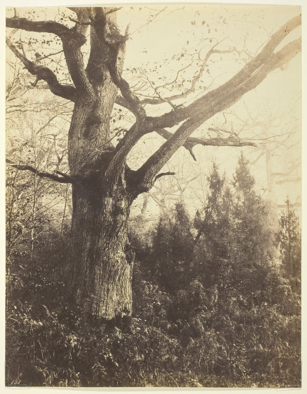 Uten tittel [tre], ca. 1860. av Eugène Cuvelier